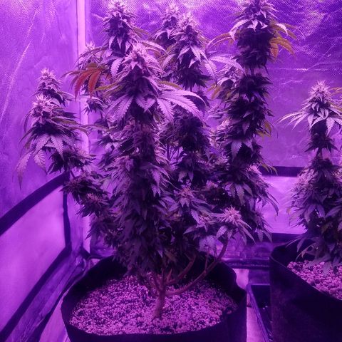 Crystal growlog photo: Daily pictures 