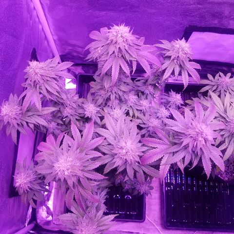 Crystal growlog photo: Daily pictures 