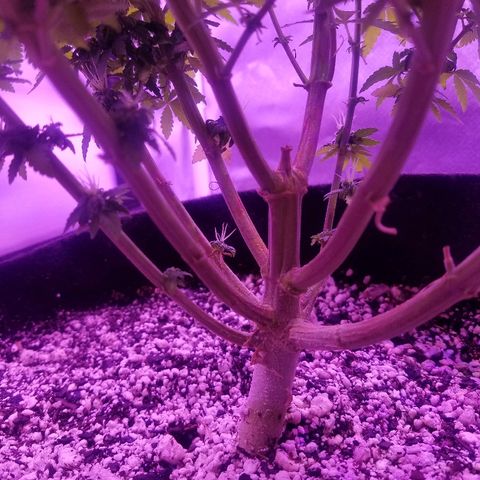 Crystal growlog photo: Daily pictures 