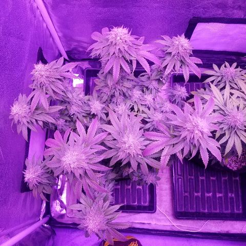 Crystal growlog photo: Daily pictures 