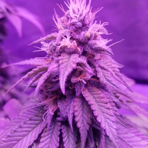 Crystal growlog photo: Daily pictures 