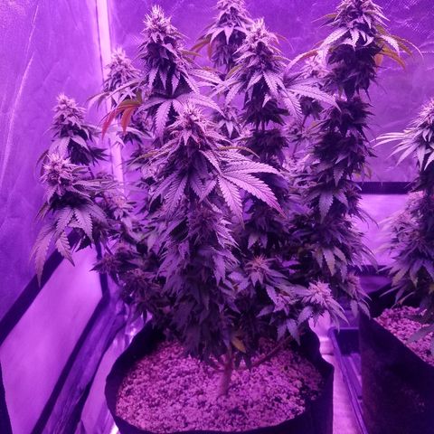 Crystal growlog photo: Daily pictures 