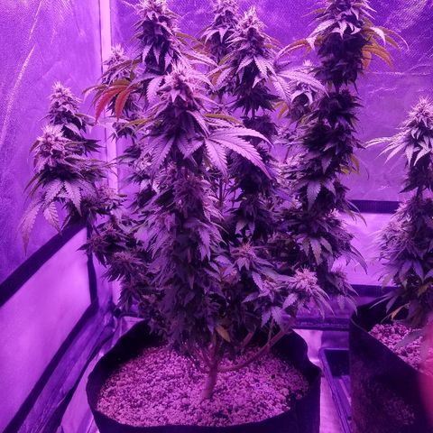 Crystal growlog photo: Daily pictures 