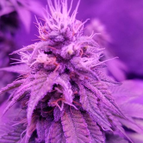 Crystal growlog photo: Daily pictures 