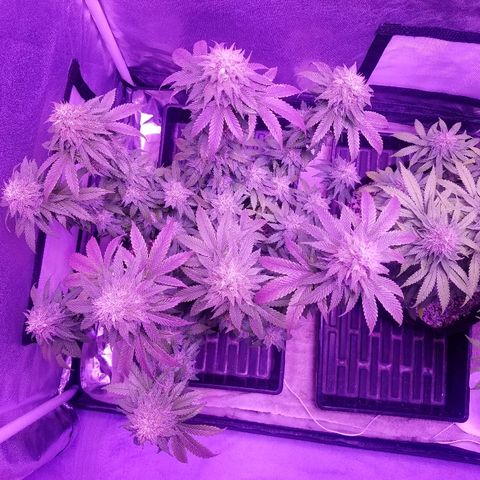 Crystal growlog photo: Daily pictures 