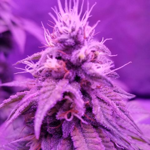 Crystal growlog photo: Daily pictures 