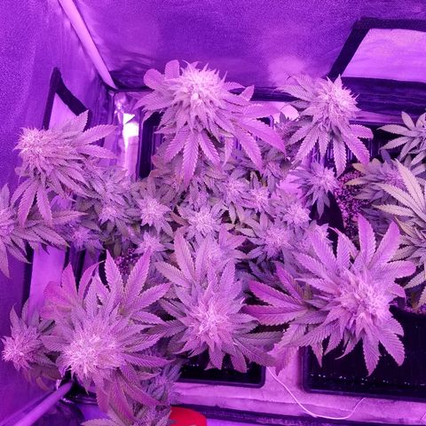 Crystal growlog photo: Daily pictures 