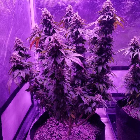 Crystal growlog photo: Daily pictures 