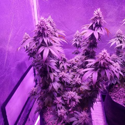 Crystal growlog photo: Daily pictures 
