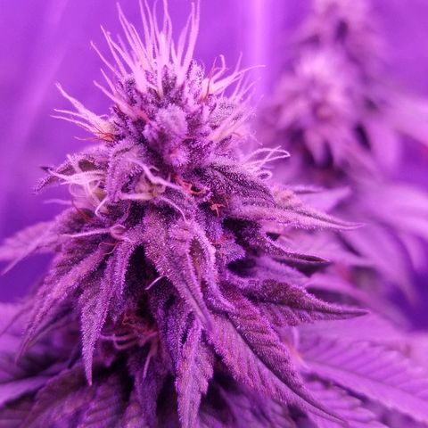 Crystal growlog photo: Daily pictures 