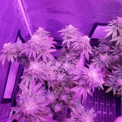 Crystal growlog photo: Daily pictures 