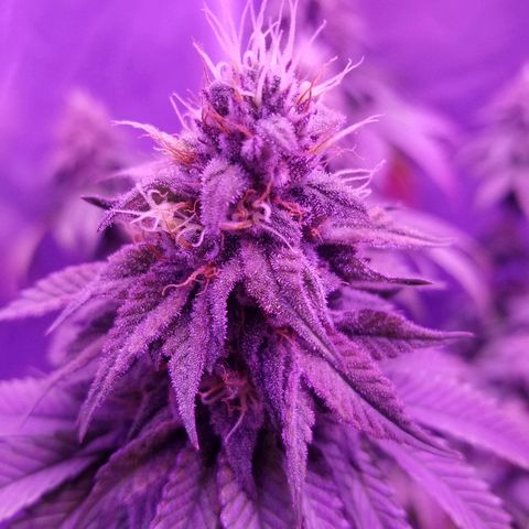 Crystal growlog photo: Daily pictures 