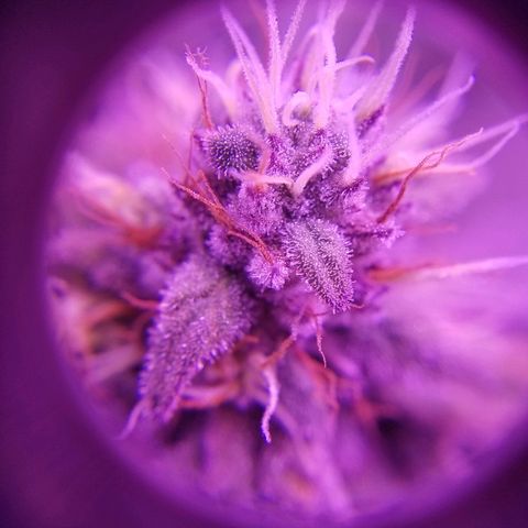 Crystal growlog photo: Daily pictures 