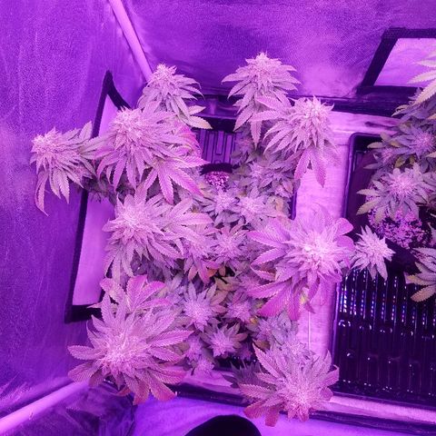 Crystal growlog photo: Daily pictures 