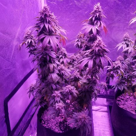 Crystal growlog photo: Daily pictures 