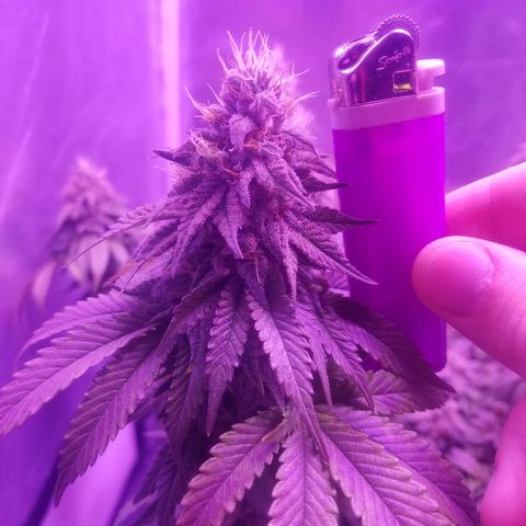 Crystal growlog photo: Daily pictures 