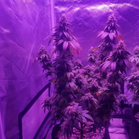 Crystal growlog photo: Daily pictures 