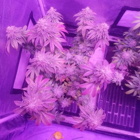 Crystal growlog photo: Daily pictures 