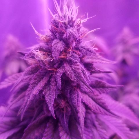 Crystal growlog photo: Daily pictures 