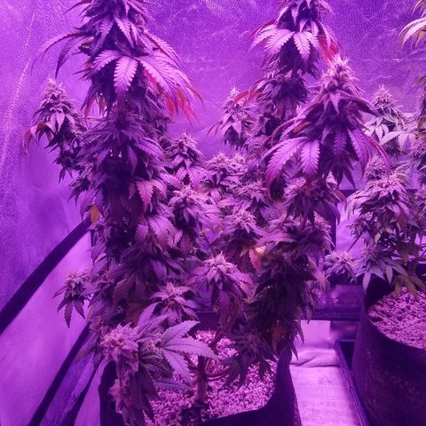 Crystal growlog photo: Daily pictures 