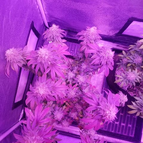 Crystal growlog photo: Daily pictures 