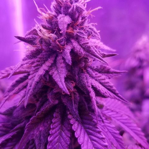 Crystal growlog photo: Daily pictures 