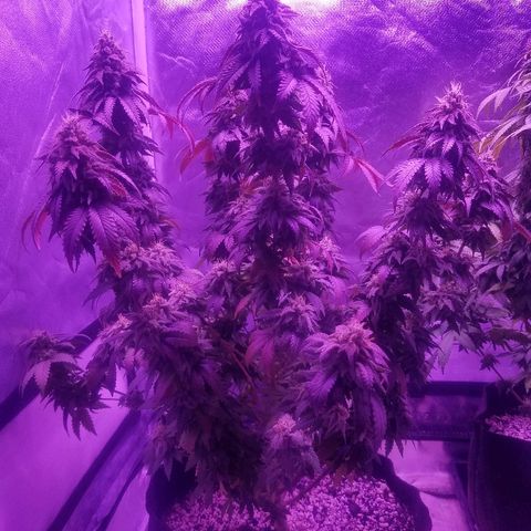 Crystal growlog photo: Daily pictures 