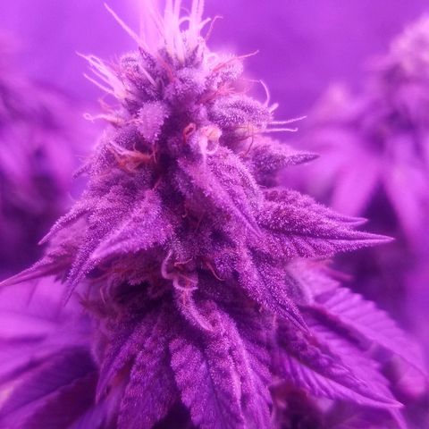 Crystal growlog photo: Daily pictures 
