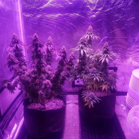 Crystal growlog photo: Daily pictures 