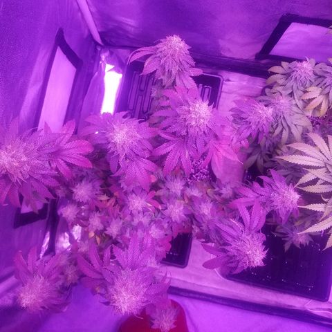 Crystal growlog photo: Daily pictures 