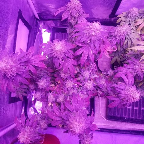 Crystal growlog photo: Daily pictures 