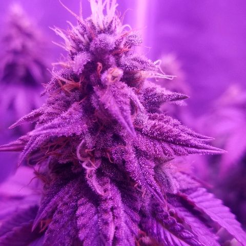 Crystal growlog photo: Daily pictures 