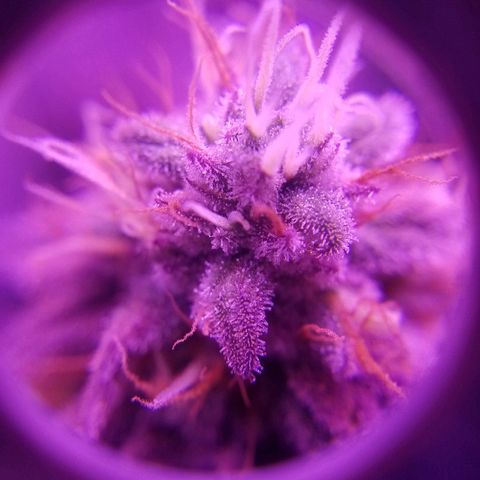 Crystal growlog photo: Daily pictures 