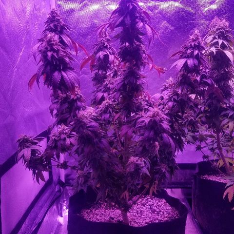 Crystal growlog photo: Daily pictures 