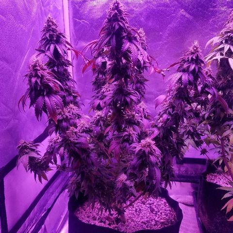 Crystal growlog photo: Daily pictures 