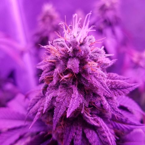 Crystal growlog photo: Daily pictures 