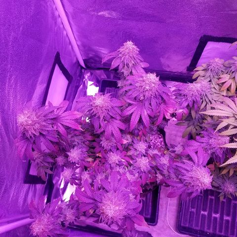 Crystal growlog photo: Daily pictures 