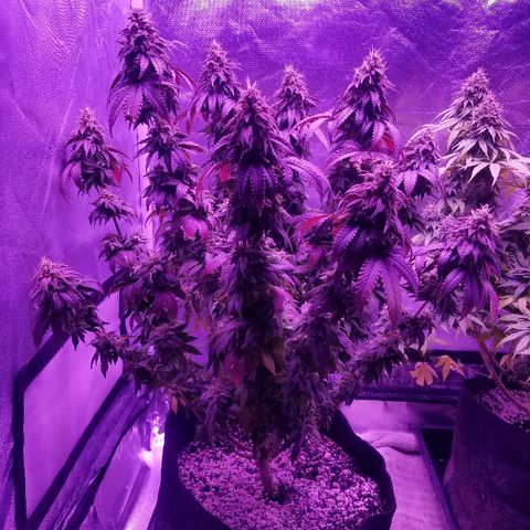 Crystal growlog photo: Daily pictures 