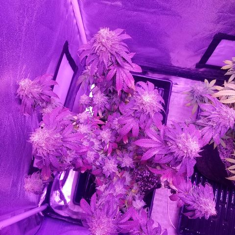 Crystal growlog photo: Daily pictures 
