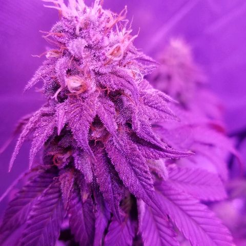 Crystal growlog photo: Daily pictures 