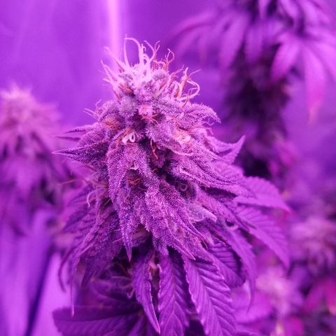 Crystal growlog photo: Daily pictures 