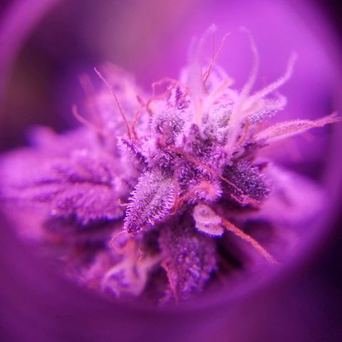 Crystal growlog photo: Daily pictures 