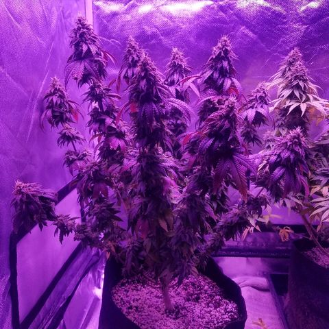 Crystal growlog photo: Daily pictures 