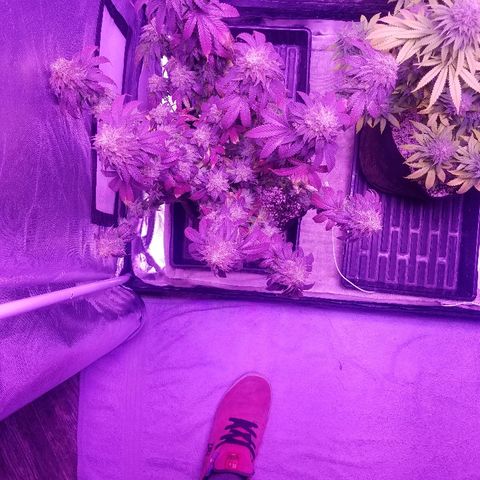 Crystal growlog photo: Daily pictures 