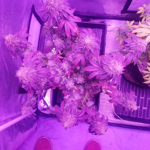 Crystal growlog photo: Daily pictures 