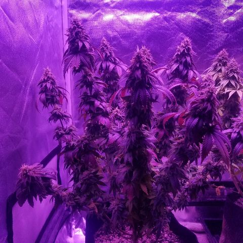 Crystal growlog photo: Daily pictures 