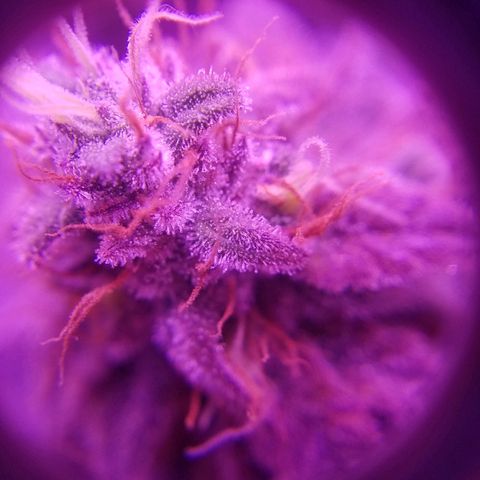 Crystal growlog photo: Daily pictures 