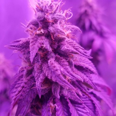 Crystal growlog photo: Daily pictures 