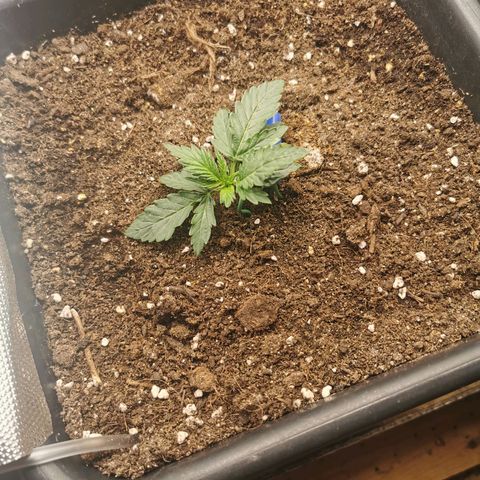 TW growlog timeline photo