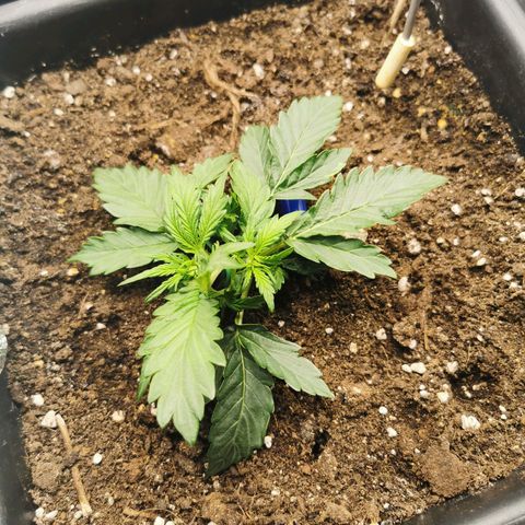 TW growlog timeline photo